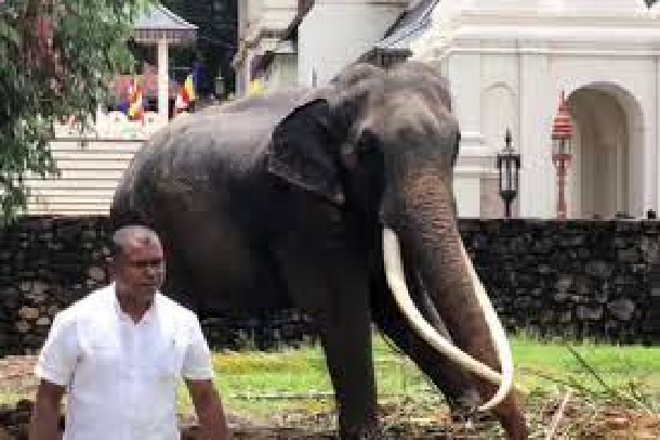 நள்ளிரவு நேரம் கட்டுநாயக்காவில் தரையிறங்கிய ரஷ்ய விமானம் | Russian Flight Arrives At Bia