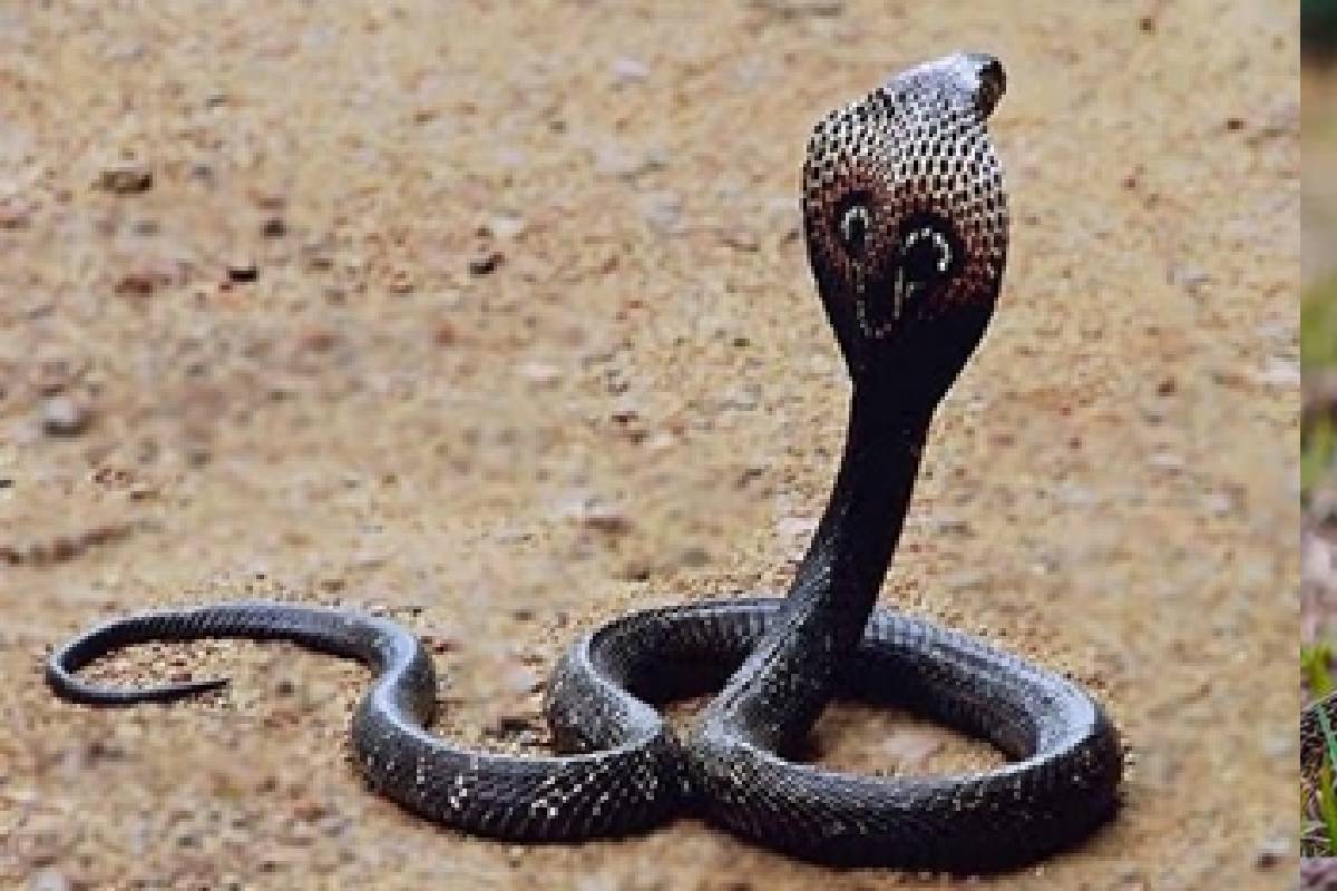 பாம்பு கடித்த சிறுவனை ஆற்றில் மிதக்கவிட்ட குடும்பம் ; வைரலாகும் காணொளி | Family Leaves Boy In River Being Snake Video Viral