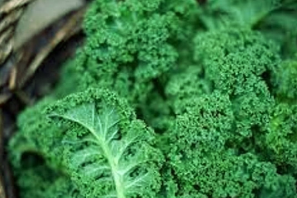 சிறுநீரக ஆரோக்கியத்தை அதிகரிக்கும் 5 உணவுகள் | 5 Foods That Boost Kidney Health Benifits Tamil