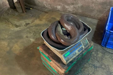 மன்னாரில் மீனவர்களிடம் சிக்கிய அபூர்வ மீன்; இவ்வளவு நீளமா?