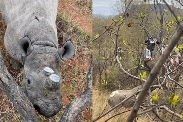 சிகிச்சை அளித்தவர்களையே விரட்டி அடித்த காண்டாமிருகம்...மரத்தால் தப்பிய இருவர்