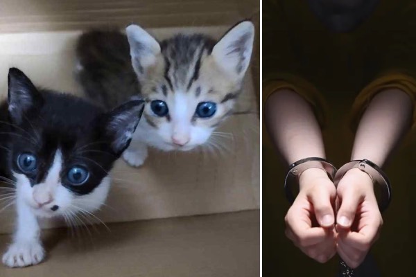 UK Teen arrested for killed cats and Sadistic desire, Police Investigate Link Between Kitten Killings and Online Network