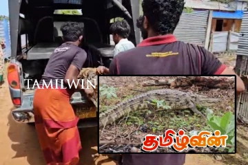 நள்ளிரவில் திடீரென உட்புகுந்த இராட்சத முதலை : மடக்கிப்பிடித்த மக்கள்