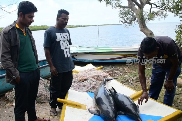 புத்தளம் வண்ணாத்திவில்லு பகுதியில் கரையொதிங்கிய டொல்பின்கள்(Photos) | Dolphins In Puttalam Vannathivillu Area
