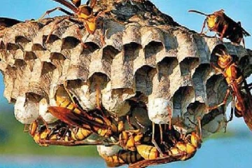 குளவி கொட்டுக்கு இலக்காகி தொழிலாளர்கள் வைத்தியசாலையில் அனுமதி