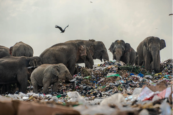 Wild elephants eat plastic waste