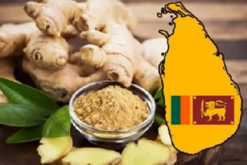 வேகமாக வீழ்ச்சியடைந்த இஞ்சியின் விலை