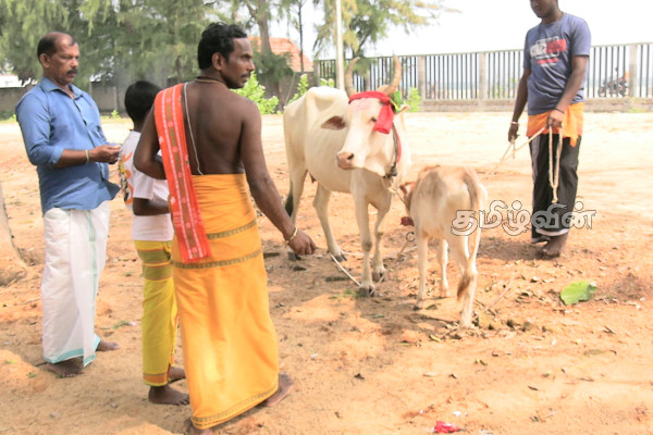 நாட்டின் பல பகுதிகளில் சிறப்பாக இடம்பெற்ற பட்டிப்பொங்கல் | A Well Attended Pattipongal