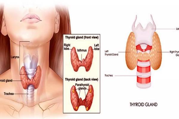 தைராய்டு பிரச்சனை இருந்தால் பப்பாளி சாப்பிடலாமா? | Can Eat Papaya If I Have Thyroid Problems