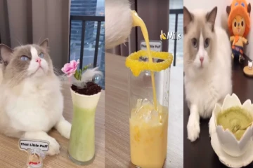 சமையல் காரராக மாறிய பூனை.. வித விதமாக சமைத்து அசத்தும் அரிய காட்சி! மிரண்டு போன பார்வையாளர்கள்