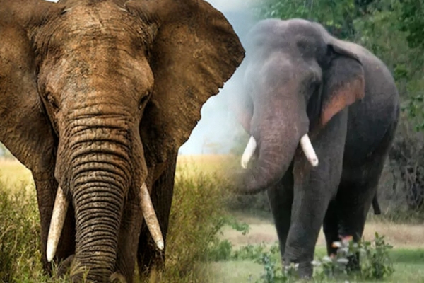 elephant-viral-video