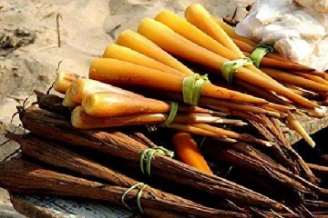 யாழின் கற்பக விருட்சம் என அழைக்கப்படும்  அற்புத கிழங்கின் அரிய நன்மைகள்!