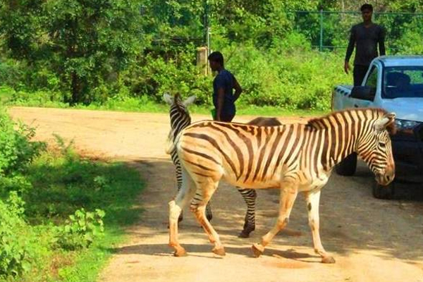 இலங்கையில் பெரும் சோகம்... பரிதாபமாக உயிரிழந்த நாட்டின் கடைசி ஆண் வரிக்குதிரை! | The Last Male Zebra In Sri Lanka Has Died
