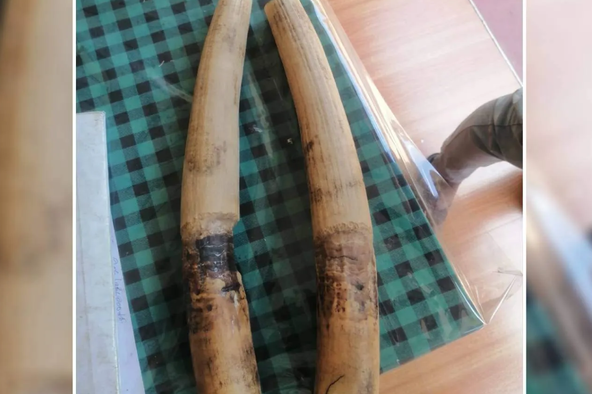 தமிழர் பகுதியில் இரகசிய தகவலால் சிக்கிய இரு இளைஞர்கள் ; சோதனையில் கிடைத்த பெறுமதியான பொருள் | Two Youths Caught In Tamil Area