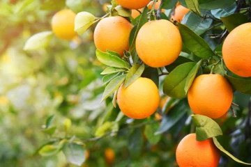 அதிகப்படியான ஆரஞ்சு சாப்பிடுவது இந்த பக்கவிளைவுகளை ஏற்படுத்துமாம்! உஷார்