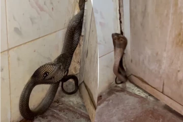 குழியலறையில் படமெடுத்து நின்ற நல்லபாம்பு.... மக்களே எப்பொழுதும் உஷார்