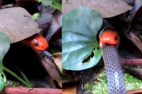 அரை நொடியில் பாம்பை விழுங்கி ஏப்பம் விட்ட இன்னொரு பாம்பு! குலைநடுங்க வைத்த அதிர்ச்சி | Viral Video World