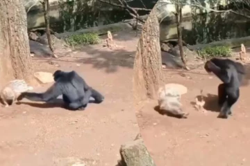 முள்ளம்பன்றியை சீண்டிய சிம்பன்ஸி... சிரிப்பை அடக்கமுடியாத காட்சி