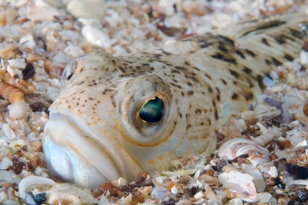 மீன் வடிவில் காத்திருக்கும் பேராபத்து! மண்ணில் பதுங்கி இருக்கும் அதிர்ச்சி | This Sea Creature Camouflages Itself In Sand