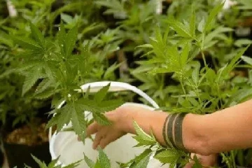 கஞ்சா தொடர்பில் அமைச்சரவை எடுத்துள்ள அதிரடி முடிவு