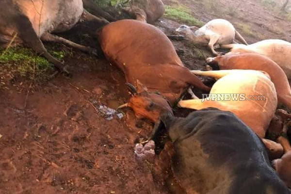 11 உயிர்களை பறித்த மின்னல்! ஓழந்தையில் சோக சம்பவம் | Lightning Killed 11 Cow S Incident In Omanthai