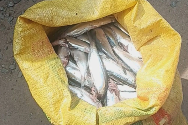 களுவாஞ்சிகுடி சந்தையில் பழுதடைந்த மீன்கள் விற்பனை | Spoiled Fish Are Being Sold In The Kaluwanchikudy