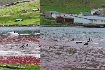 இரத்தத்தில் சிவந்த கடல்... திமிங்கலங்களை வேட்டையாடிக் கொன்ற தீவு மக்கள்