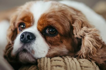 நாய்களுக்காக மனிதர்கள் எந்த எல்லைக்கும் செல்வார்கள்