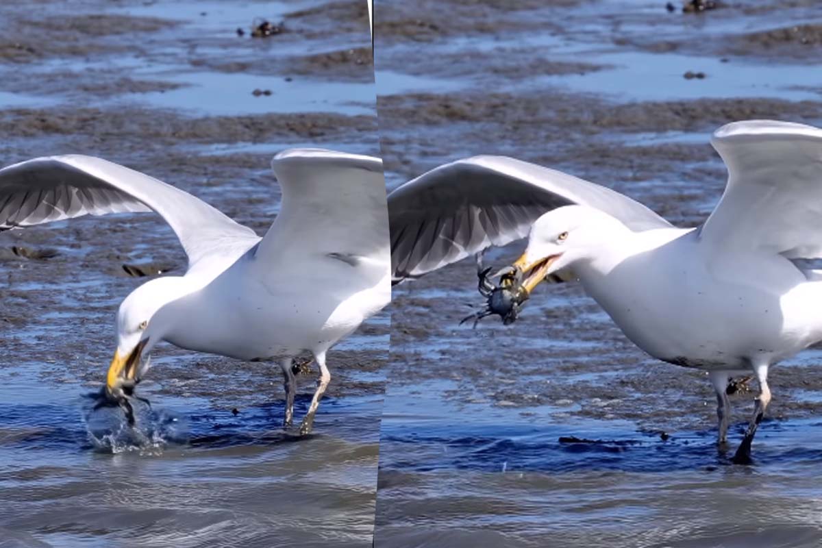 Viral Video: ஒரு நண்டை பிடிக்க எவ்வளவு கஷ்டம்னு பாருங்க... விடாமுயற்சி கடைசி வெற்றி | Gull Brid Hunt One Crab And Flying