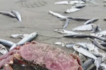 சிலி கடலில் மர்மமான முறையில் இறந்து கரையொதுங்கிய லட்சக்கணக்கான மீன்கள்
