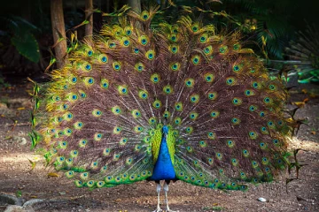 பல பிரச்சனைக்கு தீர்வு தரும் மயில் இறகு - அதை வைத்து என்ன செய்யலாம்?