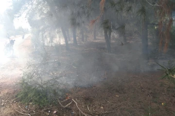 சவுக்கடி பகுதியில் உள்ள காடுகளுக்கு தீ வைப்பு
