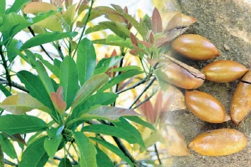 පණ අදින්නන්ගේ පවා පණ රකින මී ගස ...