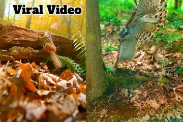 கழுகை ஏமாற்றிய அணில்: தொப் என்று பிடிக்க கடைசியில் நடந்ததை பாருங்க