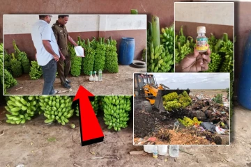 மருந்து விசிறப்பட்ட 424 கிலோ வாழைக்குலைகளை விற்பனை செய்ய முயன்றவருக்கு சிறை