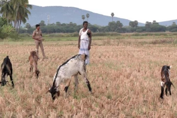 போலீஸ் பாதுகாப்புடன் ஆடு மேய்க்கும் விவசாயி - காரணம் என்ன?