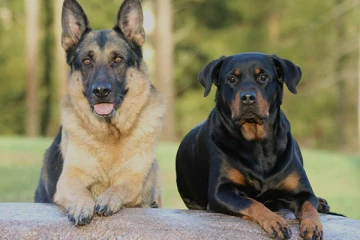 நாய்களுக்கு தடைவிதித்த நாடு ; கவலையில் வளர்ப்பாளர்கள்!