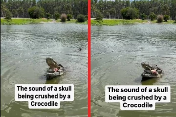 viral video:முதலை சாப்பிடுவதை பார்த்ததுண்டா? மெய் சிலிர்க்க வைக்கும் காட்சி!