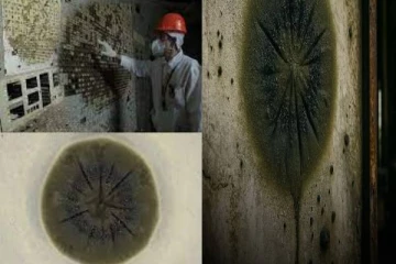 விஞ்ஞான உலகையே சிந்திக்க வைத்த மர்மம் ; கதிரியக்கத்தைத் தாண்டிய பூஞ்சை வாழ்வு