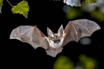 கழுத்தை பதம் பார்த்த வெளவால்... 65 ஆண்டுகளுக்கு பிறகு நடந்த முதல் மரணம்