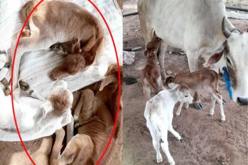 வவுனியாவில் நடந்த அதிசயம் - பெருமளவில் திரளும் மக்கள்