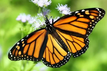 வண்ணத்துப் பூச்சிகளின் வாழ்நாள் எவ்வளவு?