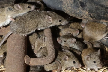 இறந்து கிடந்த 30 எலிகளால் தங்கும் விடுதிக்கு சீல்