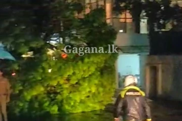 කොළඹ ප්‍රධාන මාර්ගයකට ගසක් කඩා වැටෙයි... රථවාහන ගමනාගමනයට දැඩි බාධා...