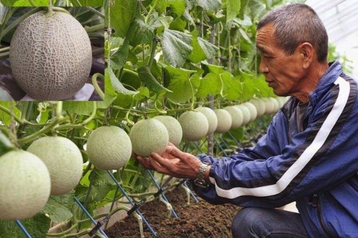 உலகிலேயே விலை உயர்ந்த பழம் இதுதான்! ஒரு கிலோ ஒரு சொகுசு காரின் விலையா? | How Japanese Melons Become Luxury Fruits உலகிலேயே விலை உயர்ந்த பழம் இதுதான்! ஒரு கிலோ ஒரு சொகுசு காரின் விலையா? | How Japanese Melons Become Luxury Fruits