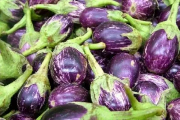 கத்தரிக்காயை யாரெல்லாம் சாப்பிடக்கூடாது?