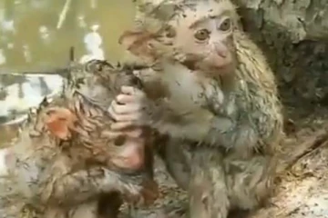 வெள்ளத்தில் தப்பிய குட்டி குரங்குகள்... குளிரிலும் இப்படியொரு பாசமா?