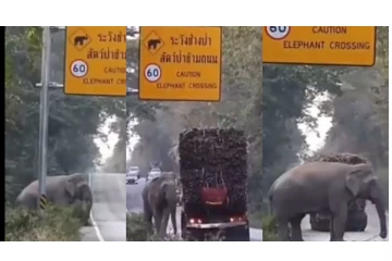 ஏ... நிறுத்து.. நிறுத்து... - சாலையில் சென்ற லாரியை நிறுத்தி யானை செய்த செயல்... - வைரல் வீடியோ...!