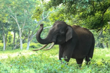 மேற்குத்தொடர்ச்சி பகுதியில் காட்டு விலங்குகளால் நாசமாகும் பயிர்கள்!