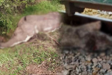 முறையாக அகற்றப்படாத உயிரிழந்த யானையின் உடல்